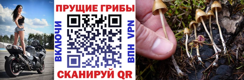 Купить где  Петушки  Псилоцибиновые грибы мицелий 